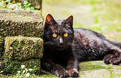 《消逝的光芒：困兽》IGN 7分 Steam获特别好评